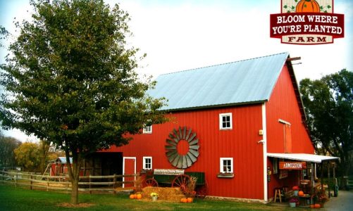 Cultivating Growth At Bloom Where You’Re Planted Farm