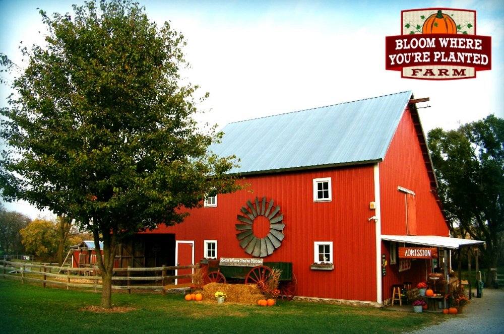 Cultivating Growth At Bloom Where You’Re Planted Farm
