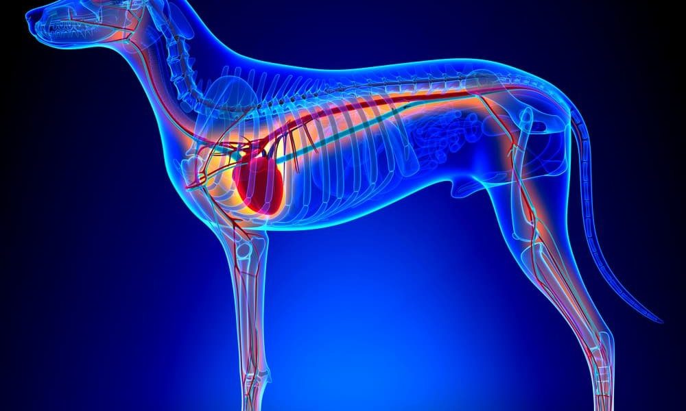 Unveiling Where Is The Dogs Heart: A Comprehensive Guide