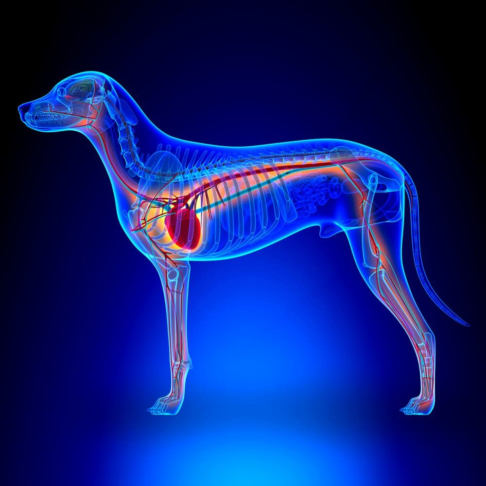 Unveiling Where Is The Dogs Heart: A Comprehensive Guide