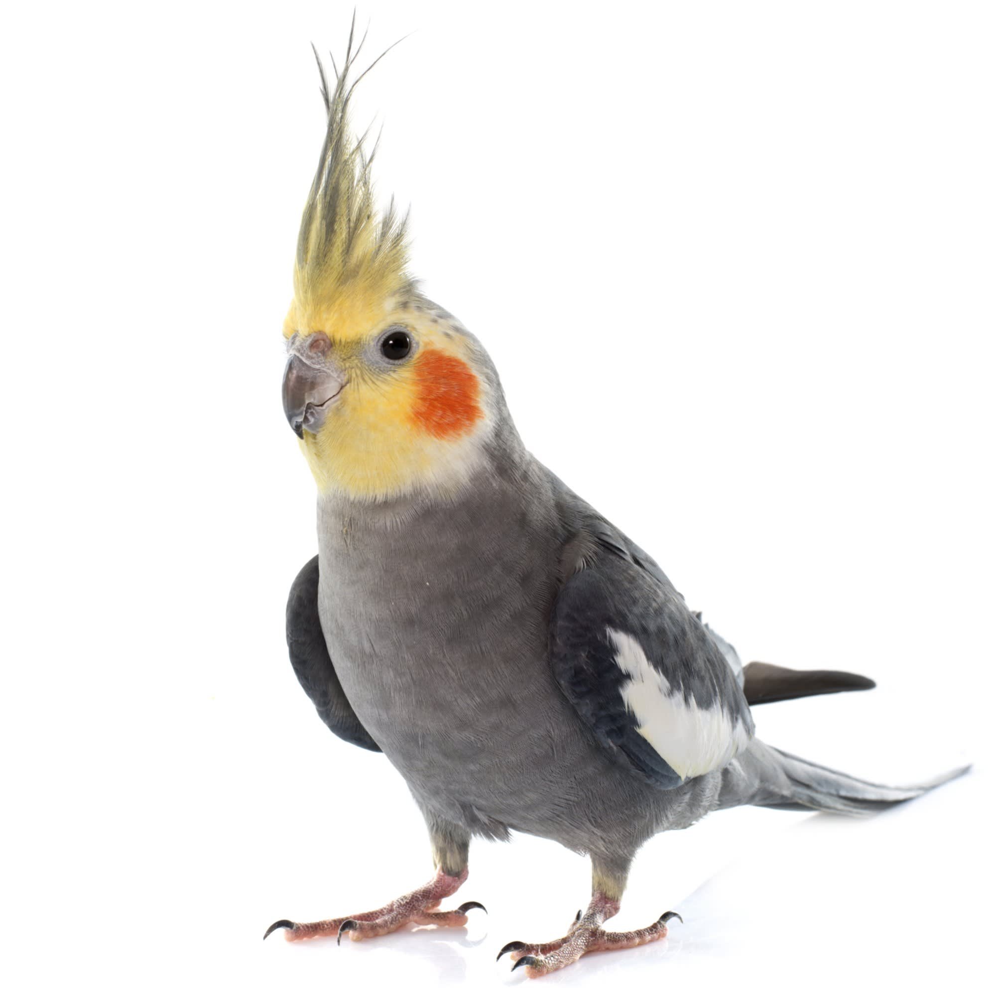 Best Places To Find Where To Buy Cockatiels: Expert Guide