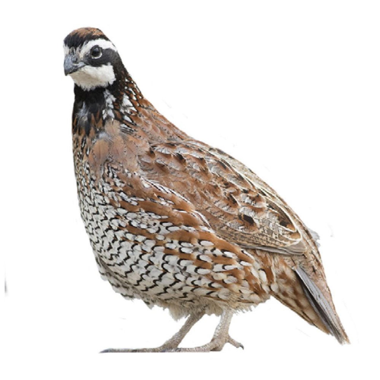 Ultimate Guide: Where To Buy Live Quail – Top Sources Revealed